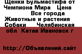 Щенки Бульмастифа от Чемпиона Мира › Цена ­ 1 000 - Все города Животные и растения » Собаки   . Челябинская обл.,Катав-Ивановск г.
